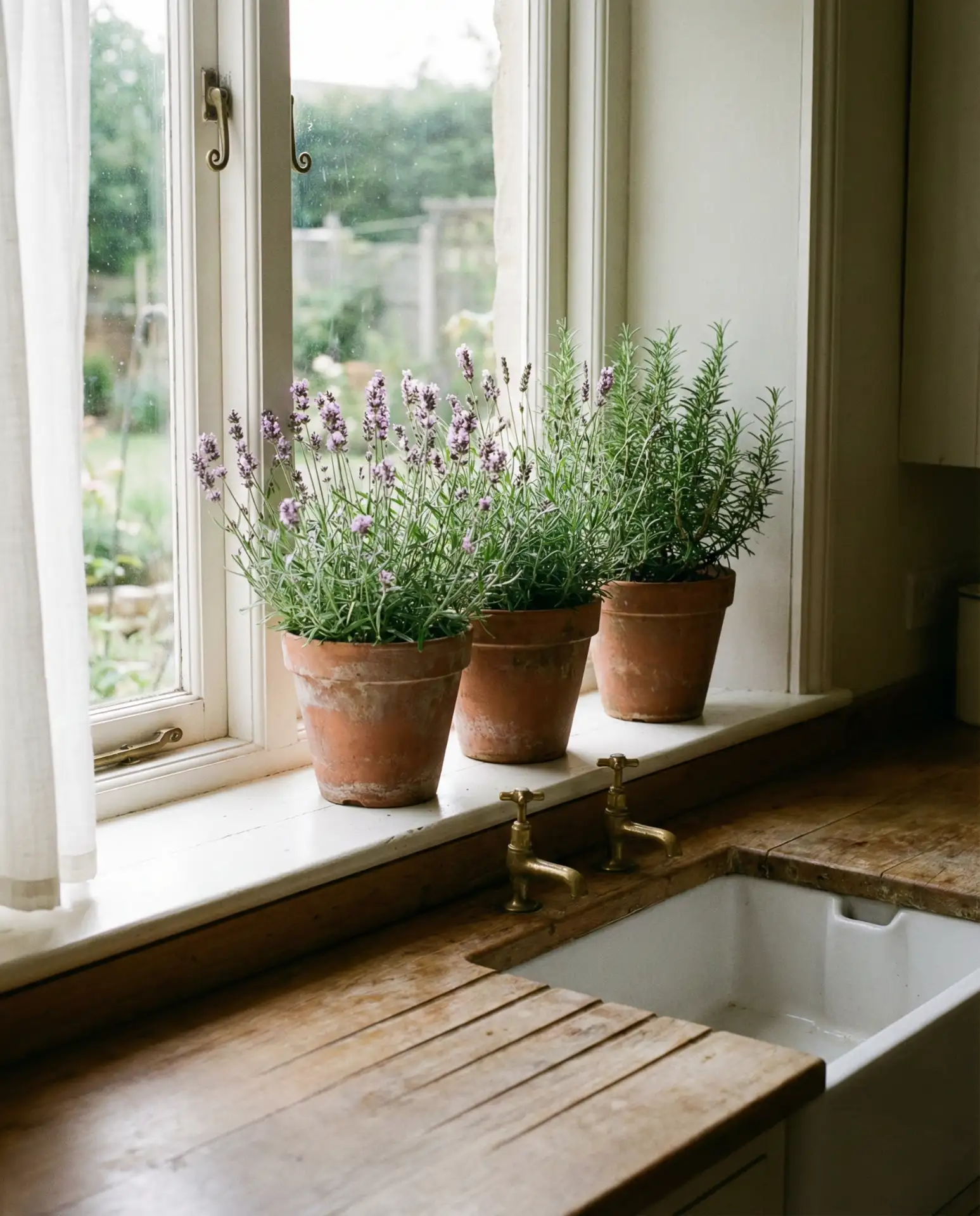 Potted Lavender and Herbs on Windowsills 1