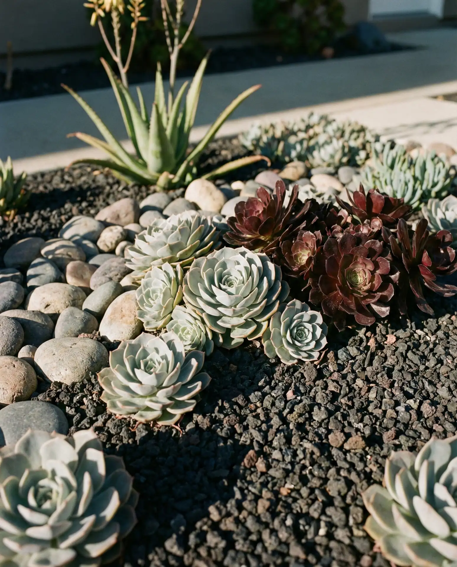 Low-Maintenance Succulent and Rock Garden 2