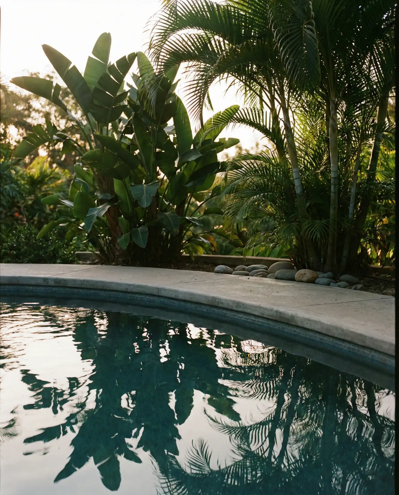 Pool Landscaping with Tropical Plantings 1