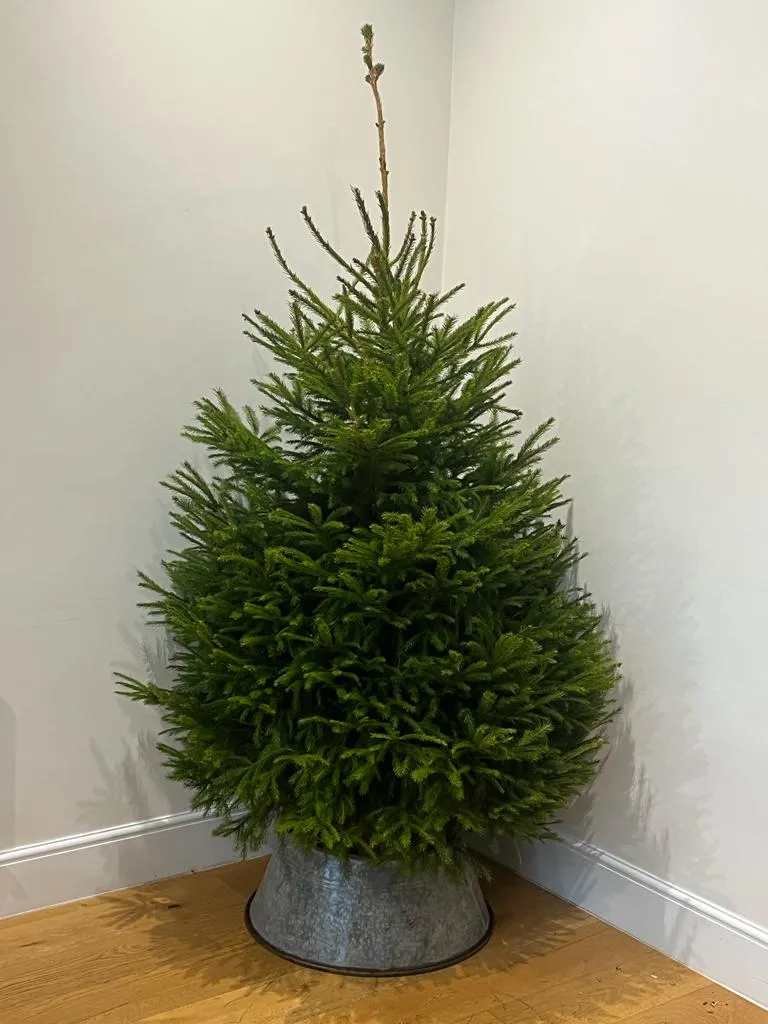 5FT Norway Spruce Traditional Christmas Tree