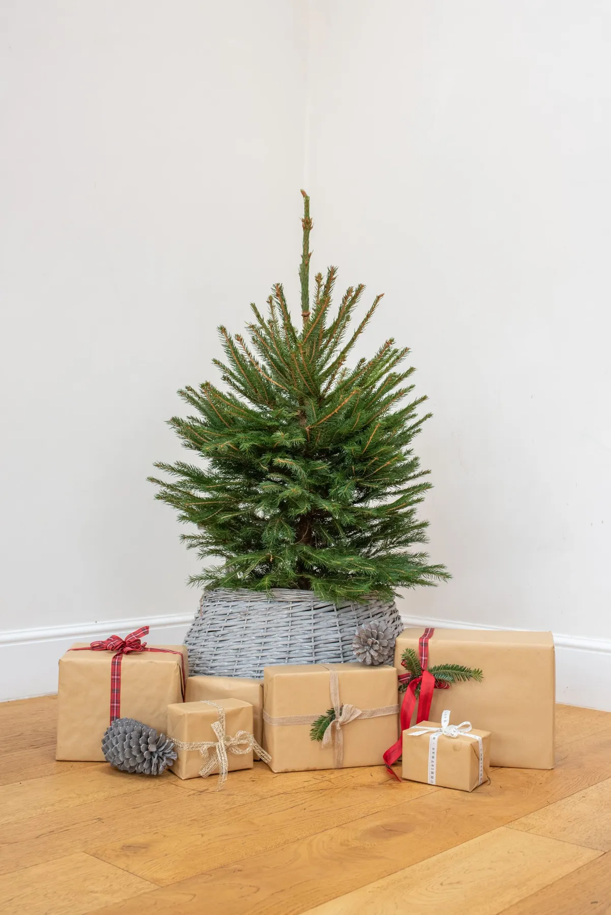 5FT Norway Spruce (Traditional Tree) | Real Fresh Christmas Trees