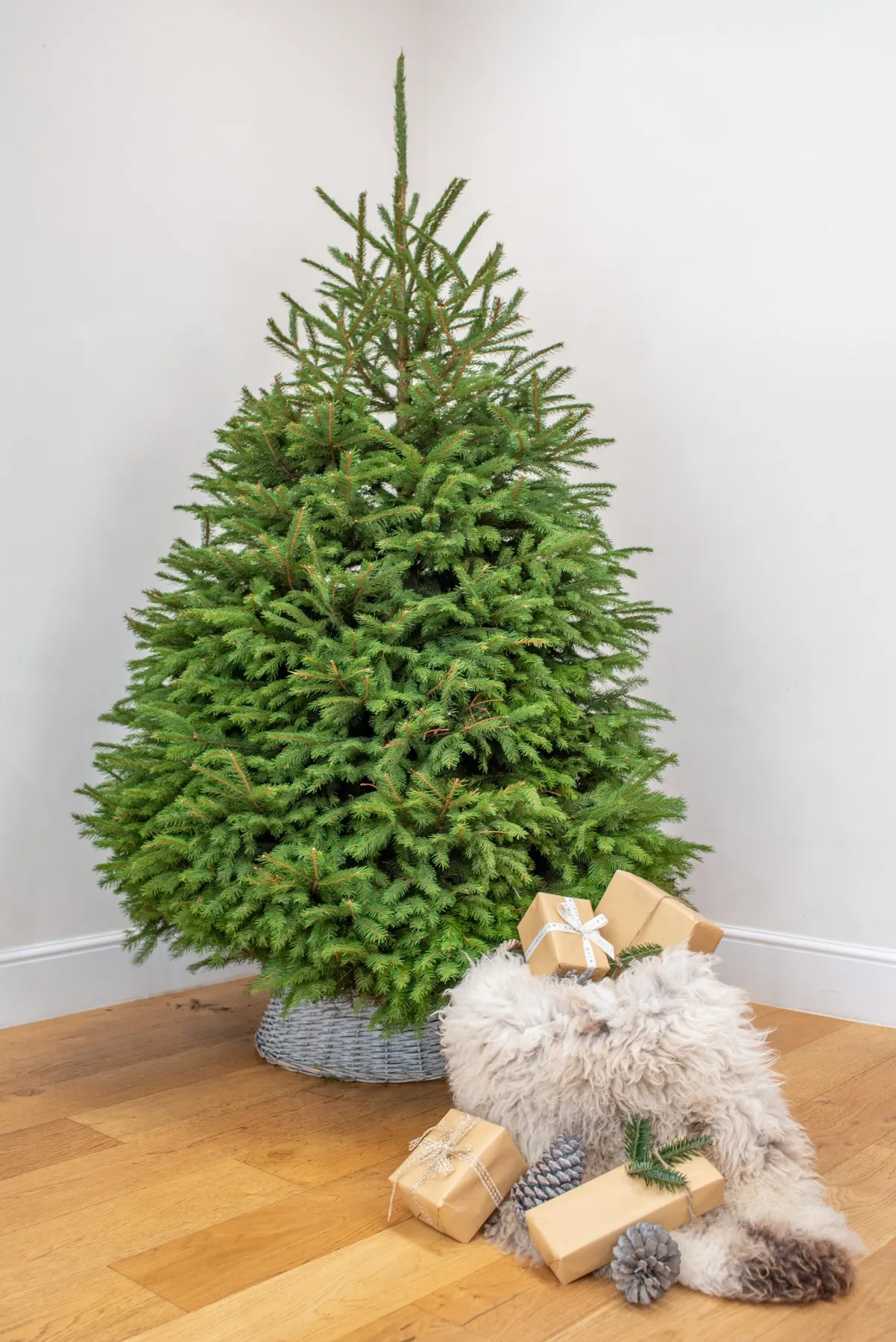 6FT Norway Spruce (Traditional Tree) | Real Fresh Christmas Trees