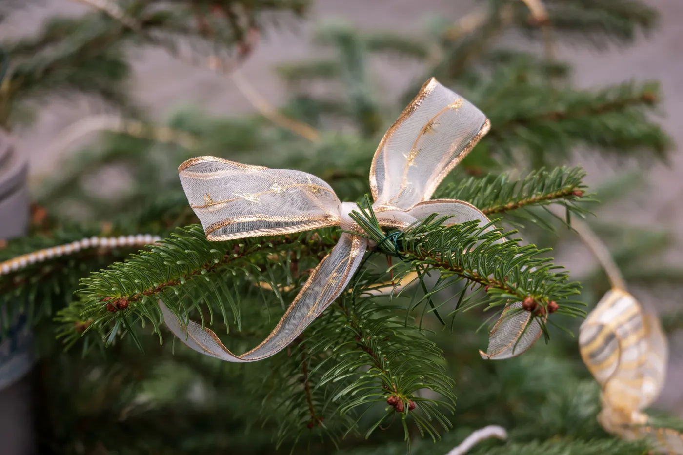 A golden ribbon elegantly adorns a green pine tree branch, exuding holiday cheer.