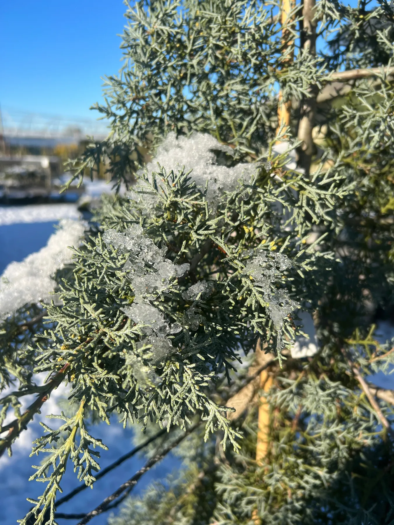 Blue Conifers for that colour pop in the winter garden – Lime Cross Nursery