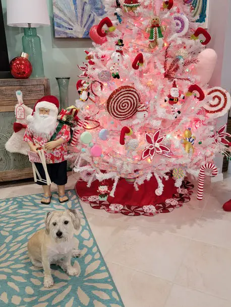 Christmas tree photos in Naples, Fort Myers, Cape Coral, Florida