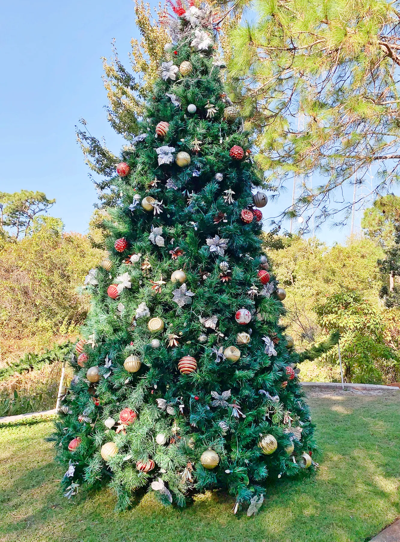 christmas trees – Dina's Wildlife Adventures