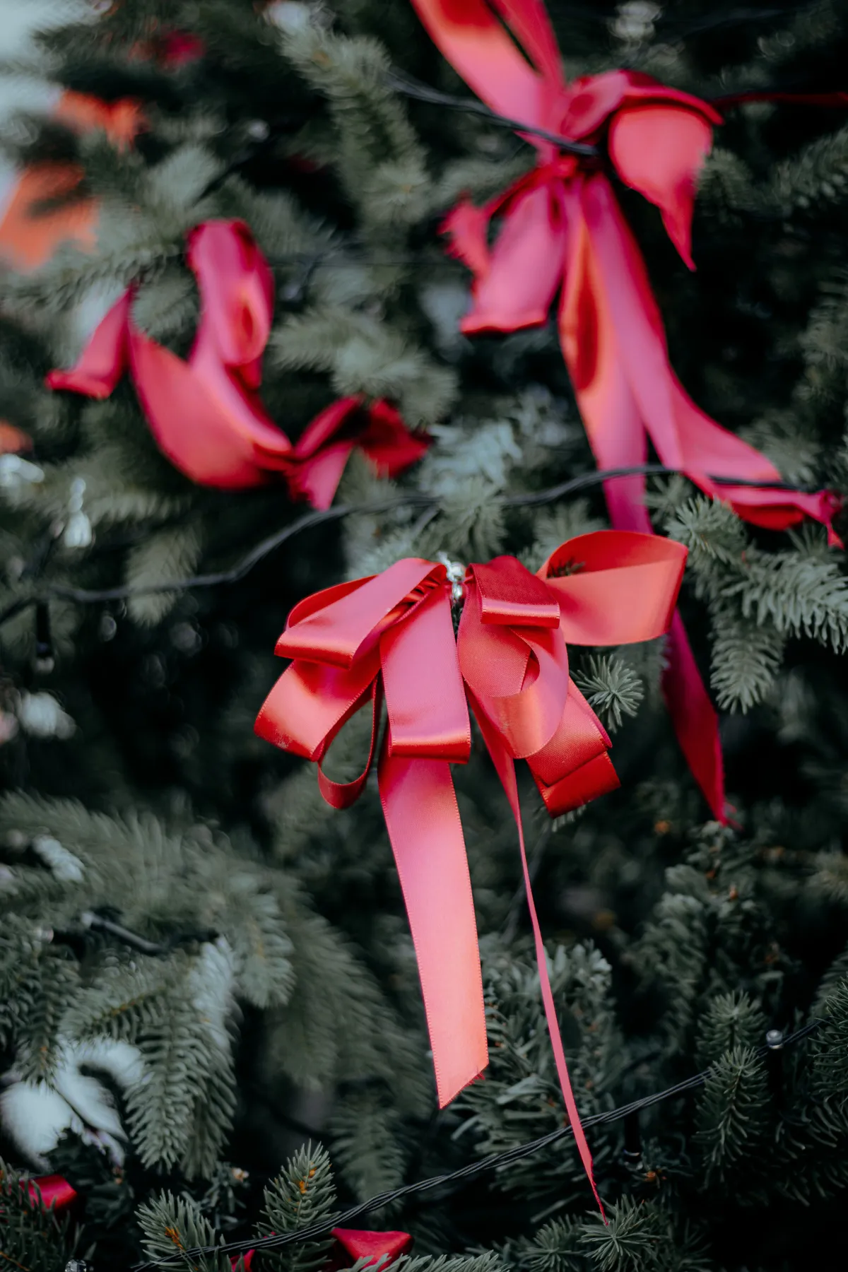 Close-up of vibrant red ribbons adorning a lush pine tree, evoking holiday cheer.