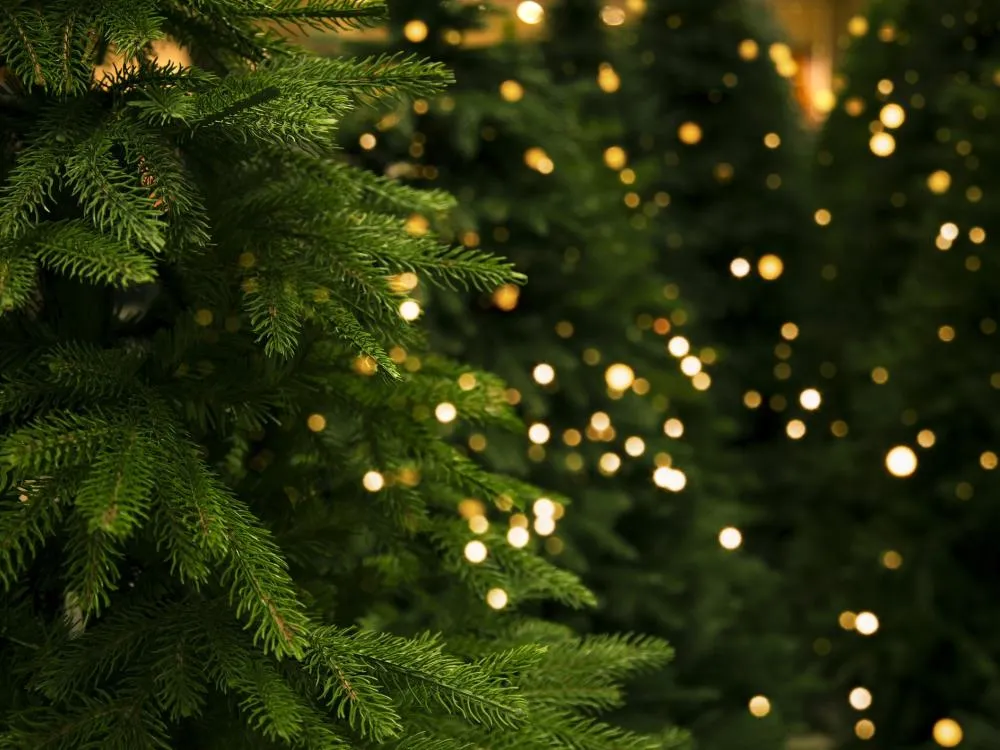 Five Tips for Keeping Your Christmas Tree Fresh | Aqua