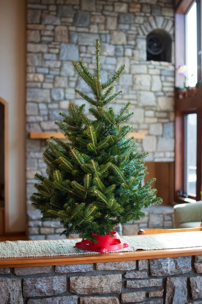 Fraser Fir Table Top Christmas Tree - Appalachian Evergreens