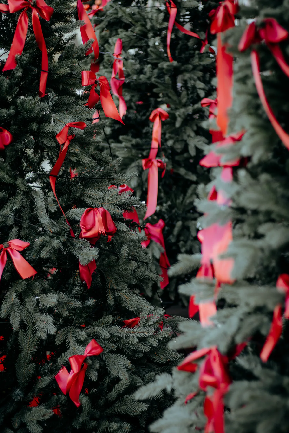 Lush evergreen trees adorned with vibrant red ribbons creating a festive atmosphere.