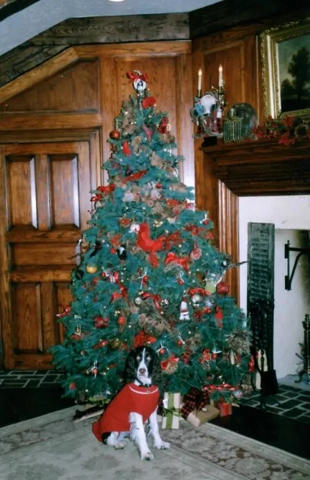 Many options are available in choosing your Christmas tree style | The Chestnut Hill Local