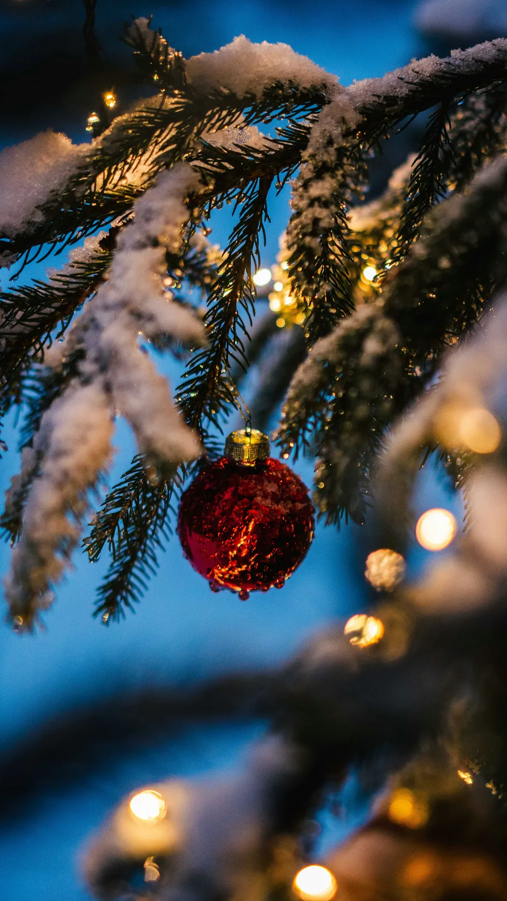 Red bauble on green christmas tree - Free Photo on Unsplash