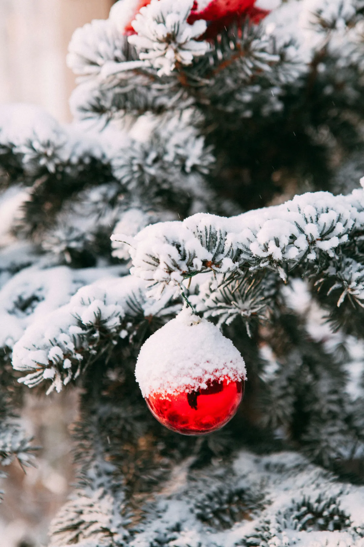 Red ornament on snow-covered evergreen branch