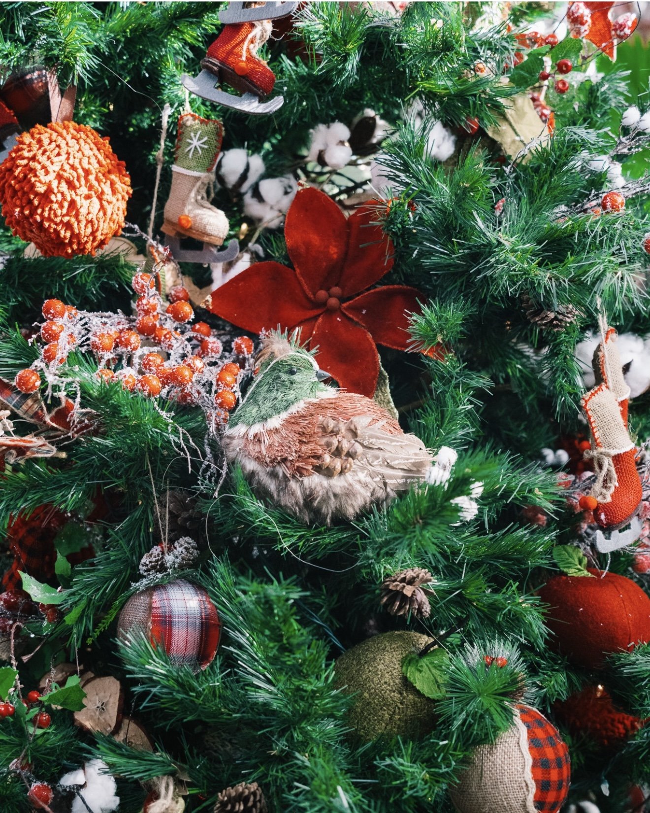 The Christmas Greenhouses In Rhode Island Decorated With Over 2,000 Poinsettias — PattyJ.com