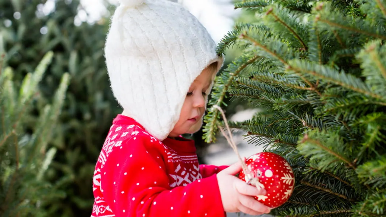 Tips for Selecting the Best Christmas Tree